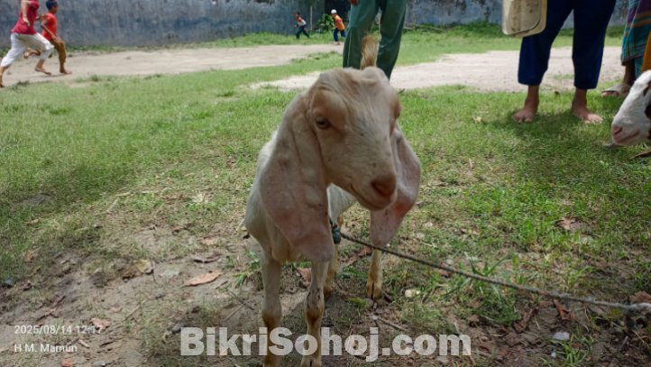 খাসি